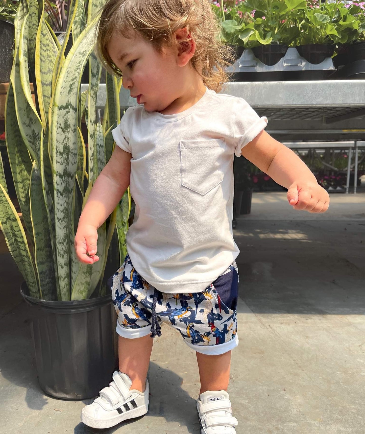 Evolutionary shorts - PERROCK